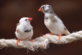 Two Zebra finches on a rope having a chat